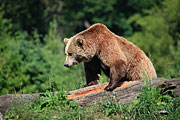 Nationalpark Bayerischer Wald